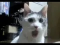 o O O O O OO OOOOOO gato meme