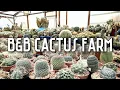 Cactus Shopping at B B Cactus Farm Incredible plant selection specimens Tucson Arizona