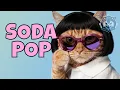 Saja Cats - Soda Pop