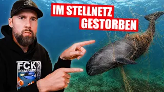 IM STELLNETZ ERSTICKT: Das wahre Problem unserer Meere | Robert Marc Lehmann reagiert