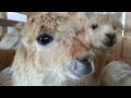 Download Lagu Sweet sounds of an Alpaca
