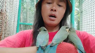 cara melatih burung kirik kirik dari awal sampai bomerang