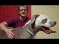 A5038688 Huero Great Dane Pit Bull