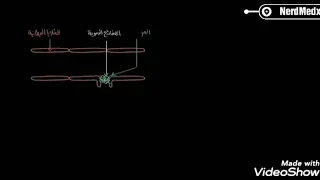 فيزيولوجيا الفصل الثالث آلية تخثر الدم 