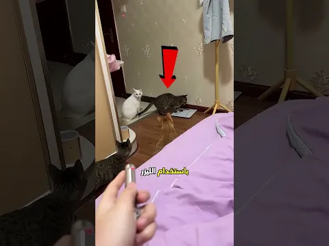 أطفأت ضوء الغرفة بمساعدة من قطتها ❤️🐱