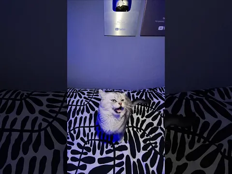 Rude Famous Cat..