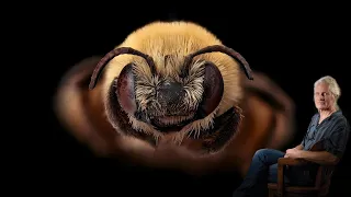Bee Class Episode 15 Genus Group Eucerines part 1