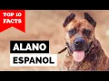 Alano Espanol - Top 10 Facts