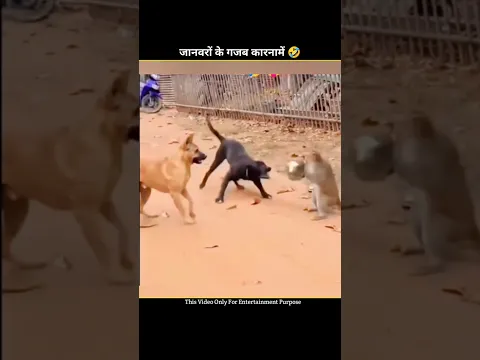 Animal Funny Video 😂 | #funnyfail #animals #funnyshorts #dog