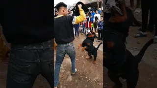 لمحب الـ روت وايلر كلب من سوق الجمعه عاوزين نوصل 50 الف لايك 