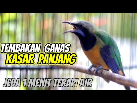 Download MP3 Cucak Cungkok Nembak Panjang Kasar Jeda 1 Menit Terapi Air #cucakcungkok
