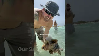 Real Sailboat Life #sailing #aruba #islandlife #yorkie #realsailboatlife #boat #sailingbyefelicia