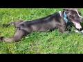 Boxer Angels Rescue Savannah still looking for her forever home