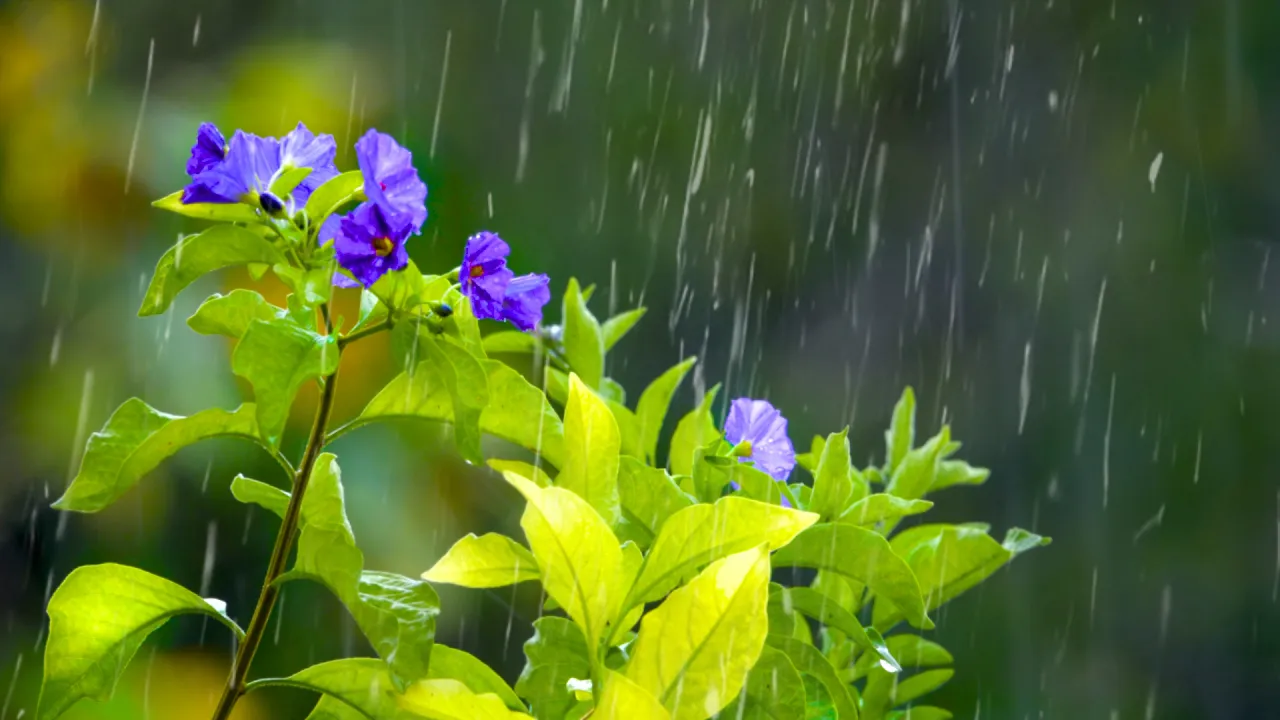 Rain Sounds & Relaxing Music 24/7 - Piano Music, Sleep, Study, Yoga, Stress Relief, Meditation