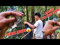 Download Lagu keseruan mikat burung kapas tembak di hutan sumatera