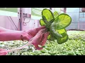 Big Tex Hydroponic Farm Tour