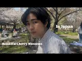 Lagu Experiencing Hanami: Japan's beautiful cherry blossoms 🌸