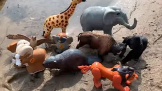 Zoo Animal Toys in Water! Names & Fun Facts for Kids