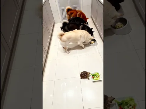 Kindness 🐢 Dogs Wait for Tortoise to Eat First #kindness #animalrespect #shorts
