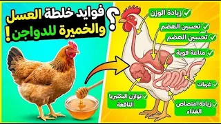 سر العسل والخميرة للكتاكيت البيضاء في اليوم الأول   ماذا يحدث داخل جسمه  دندنها