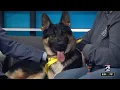 KPRC 2 Pet Project Meet Odin