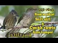 Download Lagu SUARA PIKAT BURUNG SIRI SIRI \u0026 CUCAK RAWIS,BAYEMAN RIBUT DI ALAM LIAR