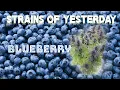 Strains of Yesterday BLUEBERRY
