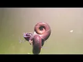 Download Lagu parende slakken in mijn aquarium