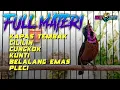Download Lagu MASTERAN KONIN FULL ISIAN MEWAH SUARA JERNIH - KOLIBRI NINJA MATERI MEWAH