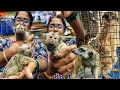 Pocket Monkey Meerkat Karnataka Aquarium Bengaluru Part-1