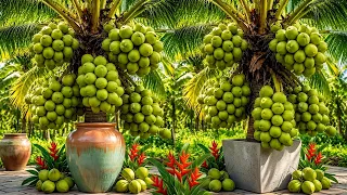 Grow Coconut Trees FAST with These Pro Technique Step by Step