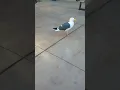 Seagull barks