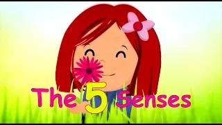 The 5 Senses Toyor Baby English 
