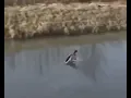 PHONK DUCK DRIFT