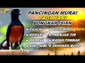 🔴 LIVE 87 - Pancingan Murai Batu Pagi hari Full Isian Tembakan kasar Murai Diam Pasti Nyaut