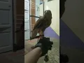Download Lagu proses penjinakan alap-alap kestrel/alap alap sapi #burung #falcon #birds