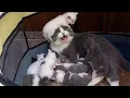 When Mom Cat Gets Tired of Raising Her Kittens