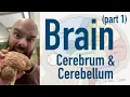 Brain Cerebrum and Cerebellum Broca s Wernicke s and limbic overview