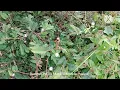 Download Lagu TANAMAN HERBAL UNTUK KESEHATAN 3 #Resep #Bunda #Keluarga #Taman #Garden #Musik #Lagu #Viral #Alami