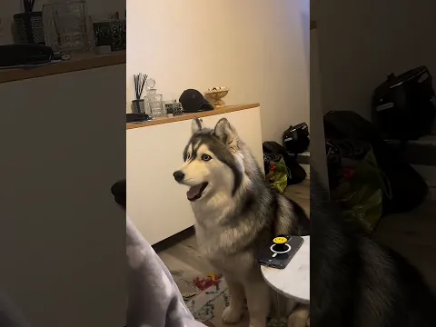 Huskies always have something to say