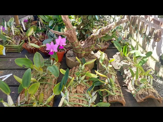 COMO PLANTAR ORQUÍDEAS 12
