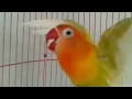 Lagu TERCEPAT Pikat LOVEBIRD LELET, Lovebird PAUD BALIBU Bisa NGETIK dan NGEKEK dalam 3 menit, MANTAP