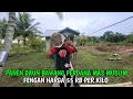 Download Lagu PANEN DAUN BAWANG PERDANA DENGAN HARGA 55 RB PER KILO ! MAS MUSLIM