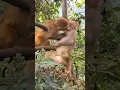 Download Lagu How much tenderness😍 Kiss kiss #shorts #animals