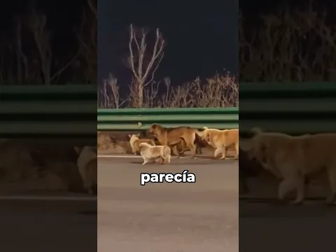Estos perros tenían una misión 🐶