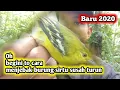 Download Lagu CUMA 1 menit , PIKAT BURUNG SIRTU/CIPO || CUMA PAKE MP3 AMPUH