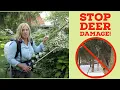 How I keep deer from eating my plants The Impatient Gardener