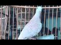 Download Lagu Suara Burung Perkutut Bangkok mp3