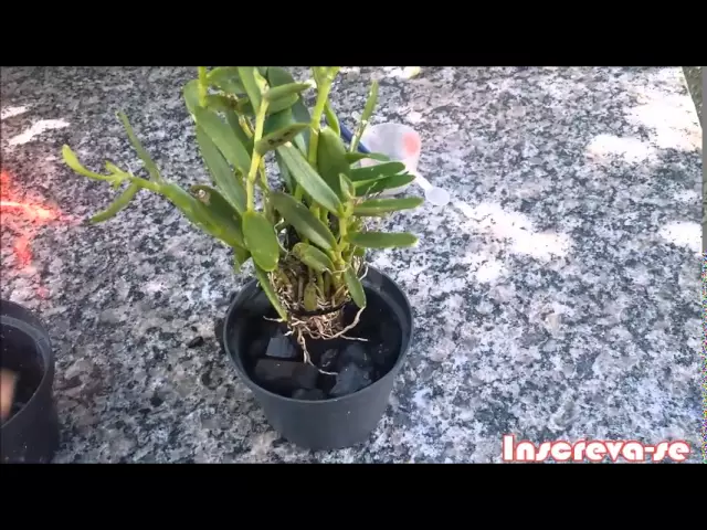 SALVANDO UMA ORQUÍDEA