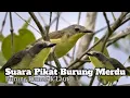 Download Lagu Suara Pancingan Burung Remetuk Laut